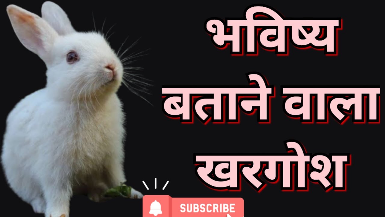 भविष्य बताने वाला खरगोश🐇 || fortune teller rabbit #future #rabbit # ...