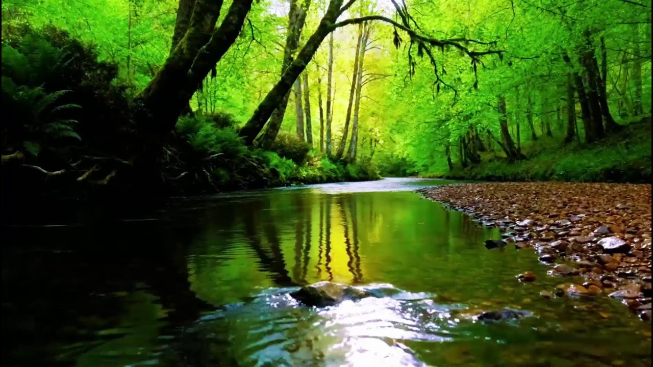 Magical Forest Atmosphere, Flowing Water, Forest Sounds, Birds Chirping, Soothing ASMR