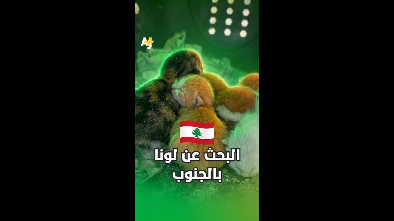 عائلة لبنانية تعثر على قطتها حية بين أنقاض منزلها المدمر.