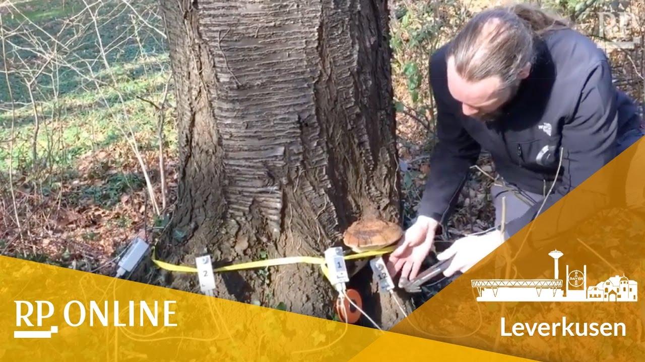 So werden alte Bäume gerettet