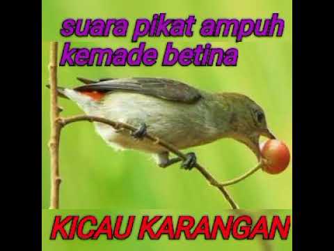 KEMADE BETINA MEMANGGIL JANTAN
