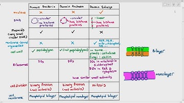 18-2 The 3 Domains: Bacteria, Archaea & Eukarya (Cambridge AS A Level Biology, 9700)