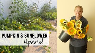 Sunflower and Pumpkin Update!!  Sunflower Steve Seeds!! Growing Cut Flowers - Sunshine and Flora