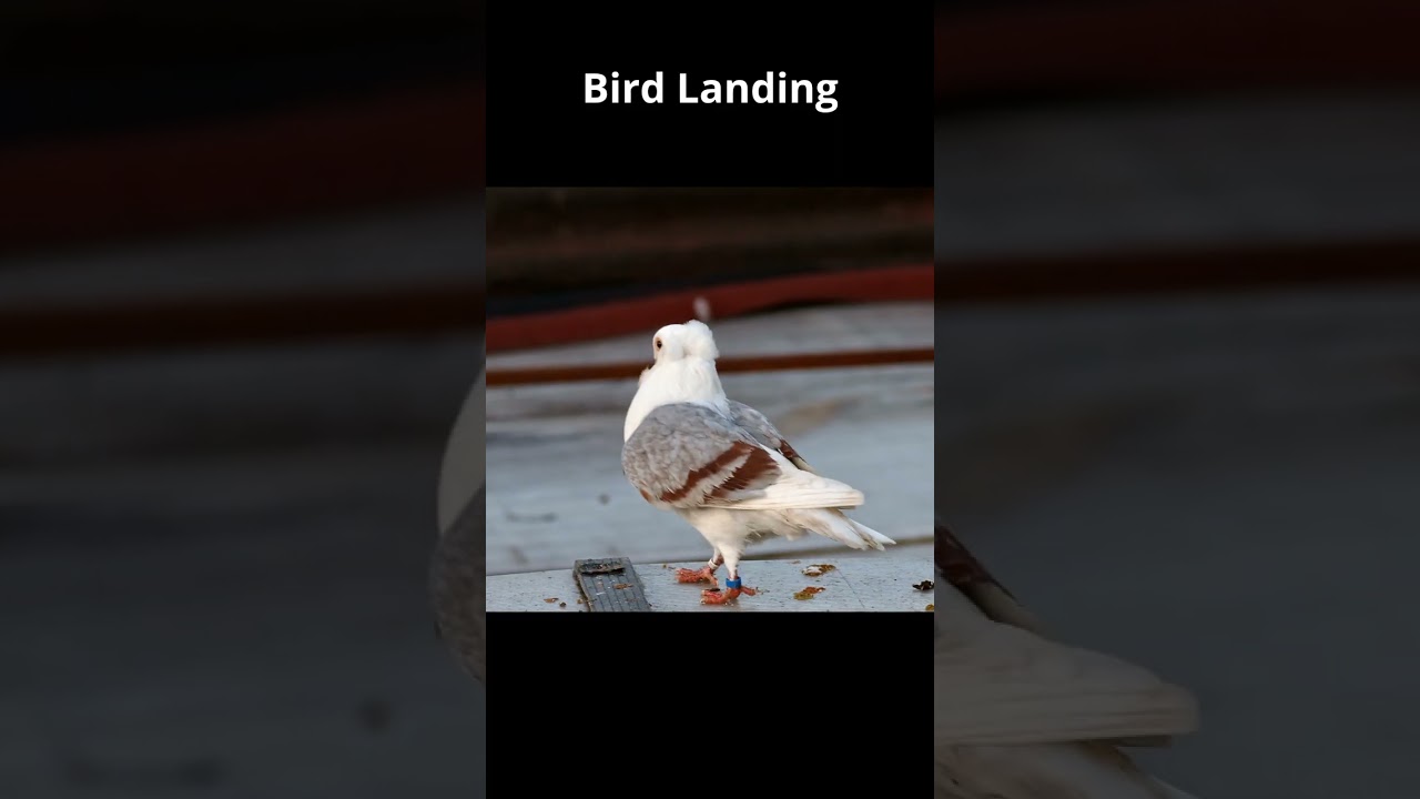 Dwarf 2 Telescope: Bird landing