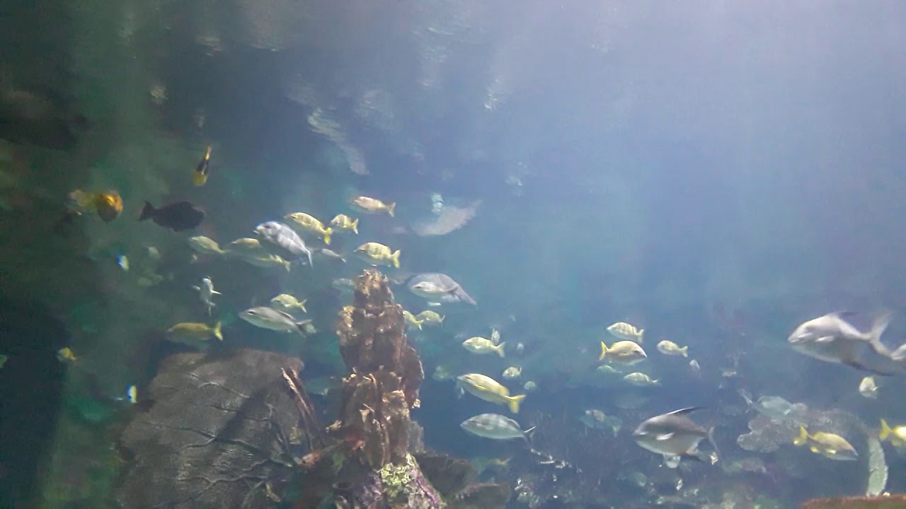 Beautiful tropical fish!! San Antonio Sea World. 美しい熱帯魚達。サン アントニオ シー