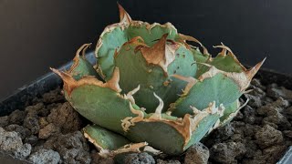 アガベ・チタノタ 疣猪/丸叶背刺（芽）-013｜agave titanota warthog