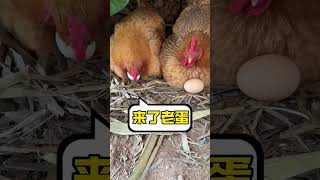 The capital accumulation of a chicken changes from more work, more gain, to full monopoly, more