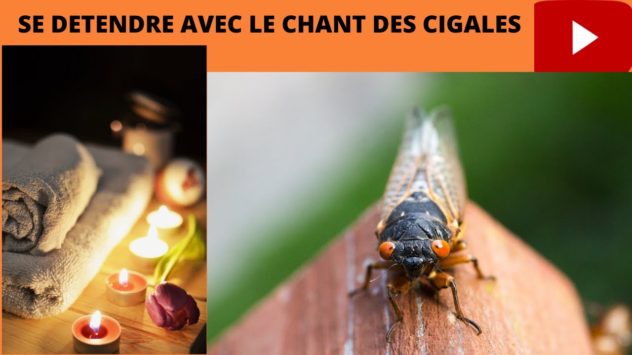 Verbe Designant L Action Du Chant Des Cigales