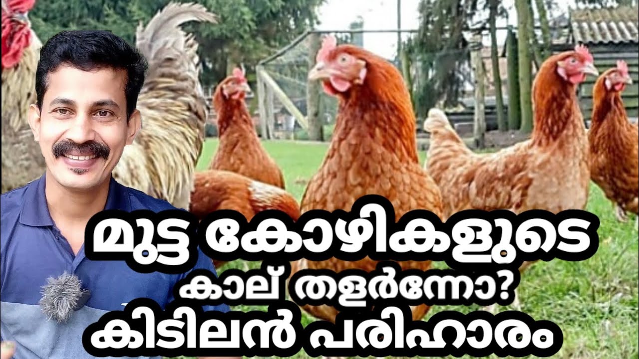 Chicken leg cruel disease/കോഴികളുടെ കാലു തളർന്നത് മാറി ഓടി നടക്കാൻ ഇനി ഇതുമതി BtechMIXMEDIA
