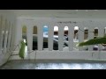 Trapped In A Cage With A Praying Mantis