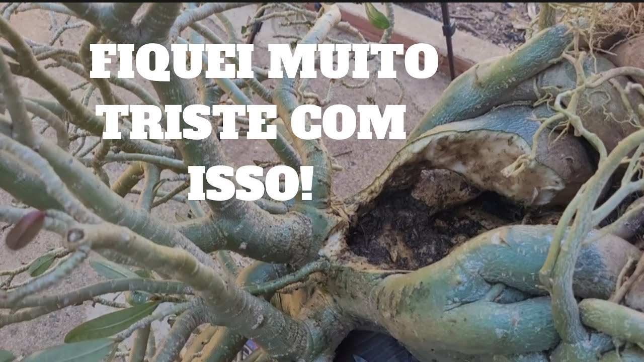 Fiquei muito triste com tudo ISSO!Tratamento contra fungos na Rosa 🌹 do Deserto PENDENTE 