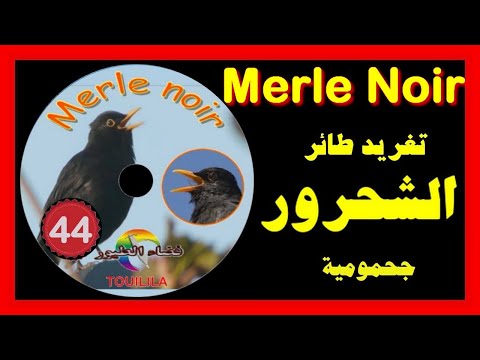 تغريد طائر شحرور جحمومية  