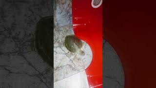tini tini turtle 🐢 #music #turtle #viralvideo #funny#baby #india #reelitfeelit #sorts#vlogger #kids