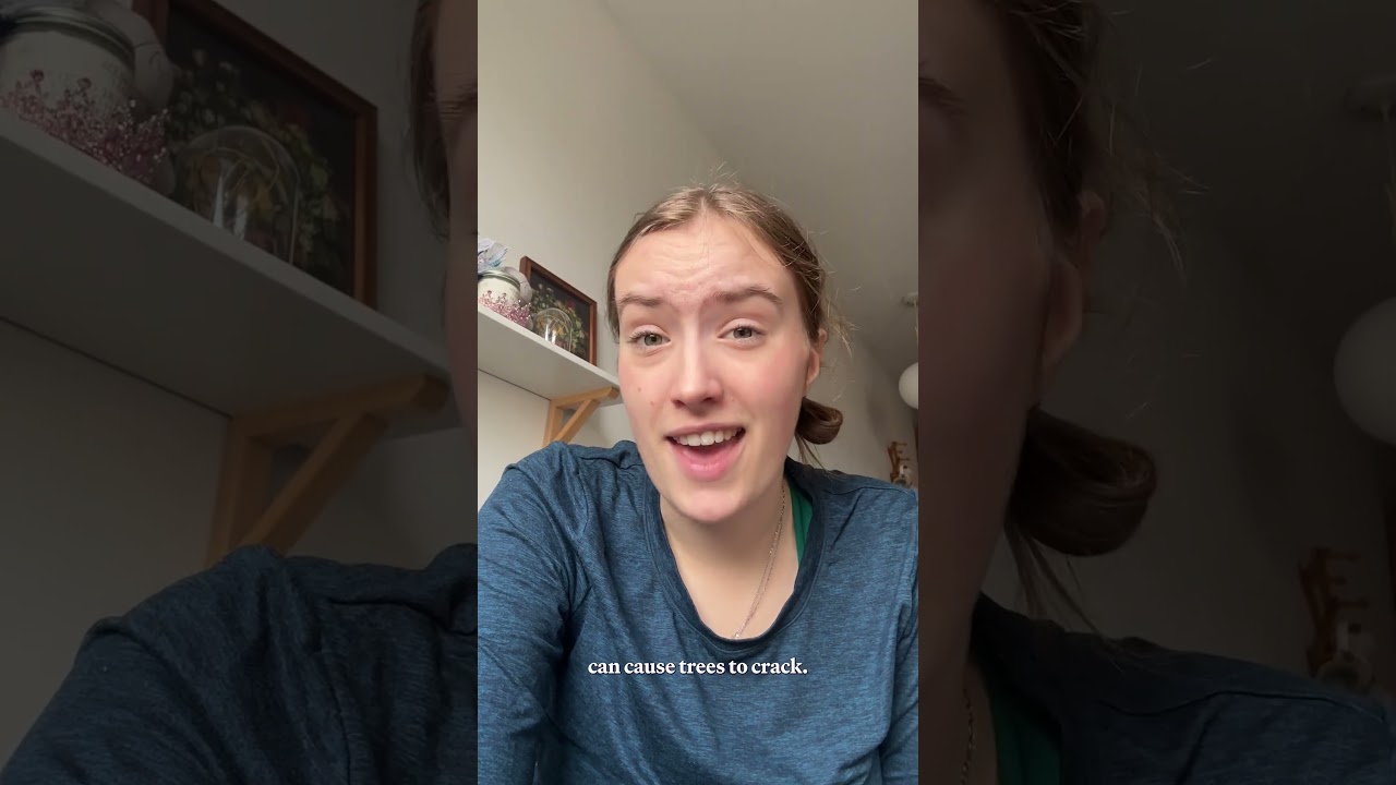 The truth about exploding trees