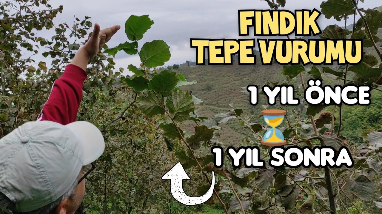 Tam 1 Yıl Sonunda FINDIK UÇ BUDAMA Sonuçları | Tepe Vurumu ÖNCESİ/SONRASI Karşılaştırma
