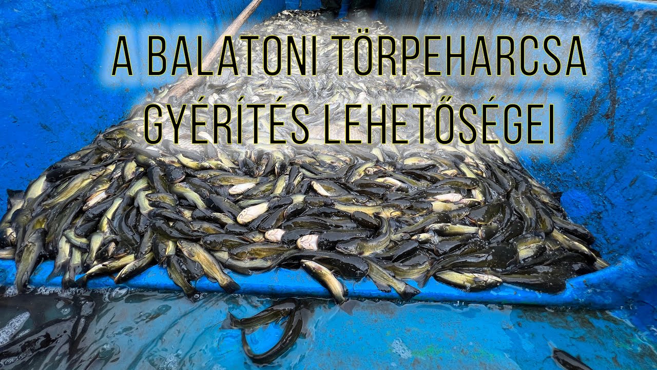 A balatoni törpeharcsa gyérítés lehetőségei - interjú Szári Zsolttal