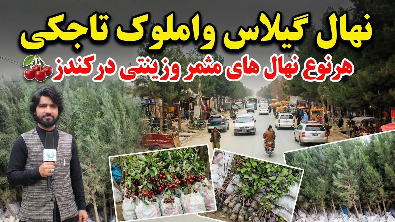 نهال های املوک و گیلاس تاجکی در کندز | آغاز فصل نهال شانی وقیمت ارزان نهال های مثمر وزینتی|