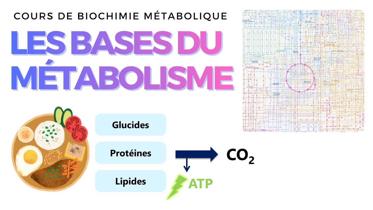 Les Bases du Métabolisme | Cours de Biochimie Métabolique | L1, PASS, Diététique