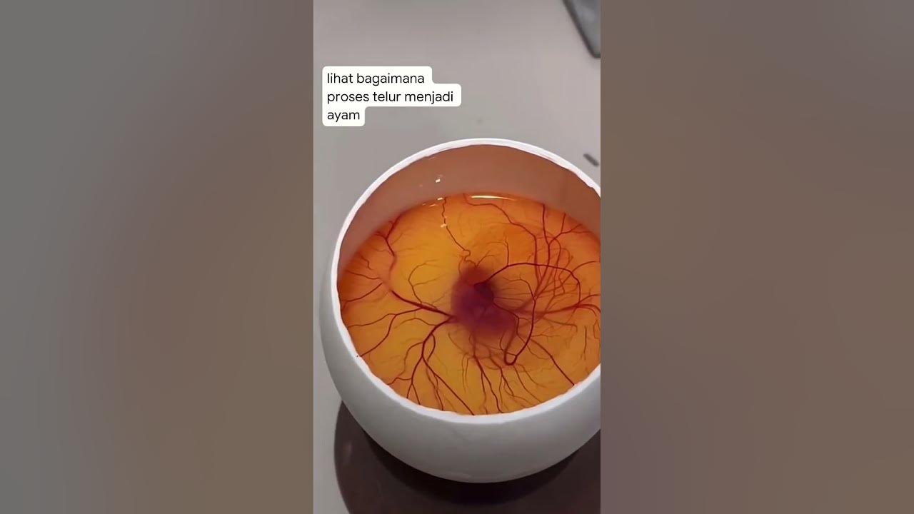 proses telur menjadi ayam #01