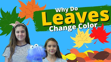 Why Do Leaves Change Colors in the Fall |   Facts for Kids
