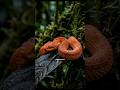 THE REAL DRAGON OF THE RAINFOREST #bushviper #snake #wildanimals