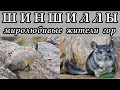 ШИНШИЛЛЫ - Миролюбивые жители гор