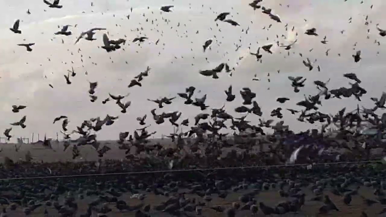 A flock of beautiful pigeons