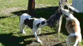 Brooster And Rocksie Dec 06