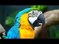 Beautiful Birds with Relaxing Music for Deep Sleeping, Study, Stress Relief, Insomnia - Bite Star