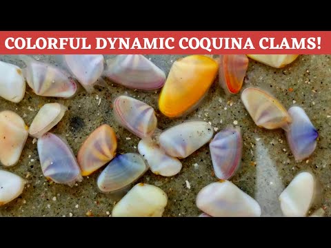 วีดีโอ: ทราย coquina คืออะไร?
