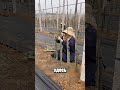 Фермеры вырывают кактус с корнем через год после посадки. Это не расточительство — это план.