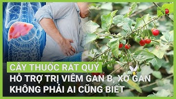 Cà gai leo: Tưởng "cỏ dại" ai ngờ thần dược cho bệnh gan? | VTC16