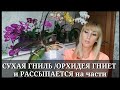 СУХАЯ ГНИЛЬ: ОРХИДЕЯ РАЗВАЛИВАЕТСЯ на ГЛАЗАХ / Самая страшная болезнь орхидеи / Ищем ЛЕЧЕНИЕ орхидеи