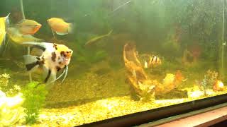 Tropical Fish, Can you Name all of these by David Morgan 4 views 2 years ago 1 minute, 40 seconds