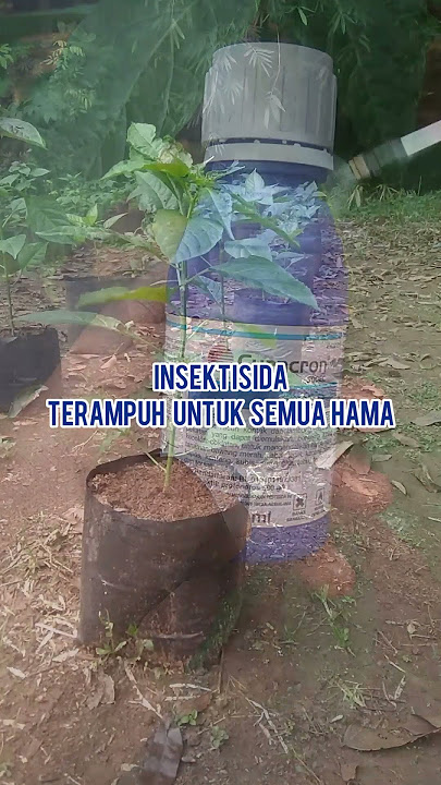 Insektisida terampuh segala hama cabe rawit #tanaman #pertanian #berkebun