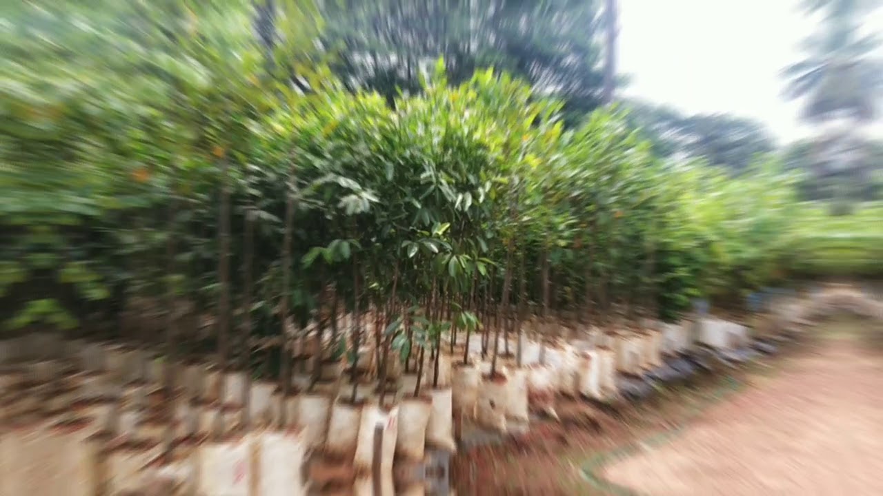 Western ghat plants in Mangalore VIHARA PLUS YouTube