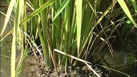 Managing Soil Fertility for Healthy Rice video in Dagbnli language