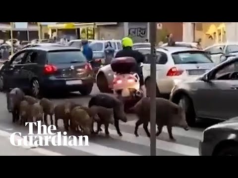 Wild boar family navigate traffic in Rome