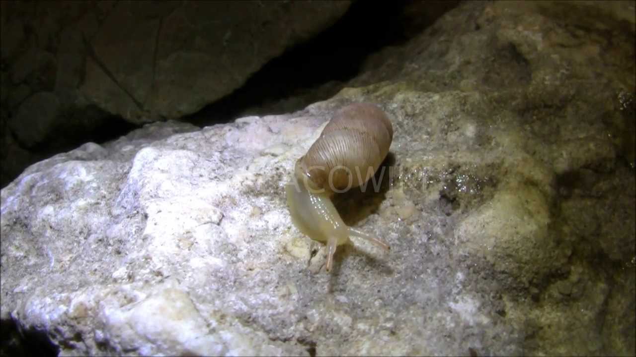 Gibbulinella dealbata