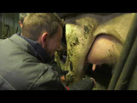 Vidéo: 3 façons de participer à la prévention de l'extinction des animaux