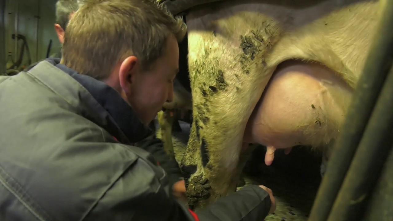 Billy apprend à traire une vache 3ème partie