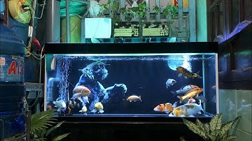 Nuôi Cá Koi Trong Hồ Kiếng 500 Lít Đẹp - Chia Sẽ Cách Trị Bệnh Nấm Trắng . Hồ Của Em Dư Ở Ninh Thuận