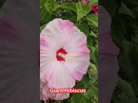 Video: Zona 4 Hardy Hibiscus - Zona 4 Bağları üçün Hibiskus Bitkiləri Varmı