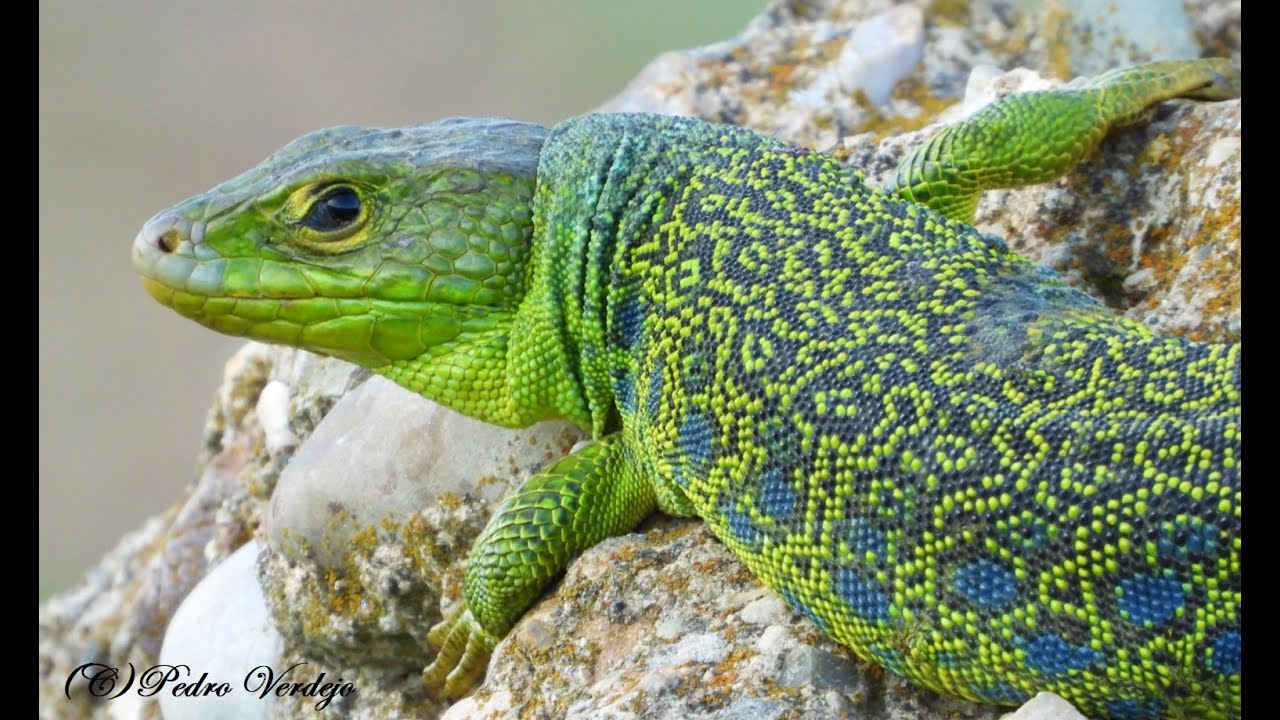 Documental sobre el Lagarto Ocelado. Reproducción, Alimentación, Hábitats y Depredadores habituales.