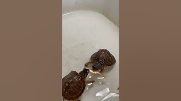 Fish with No Oxygen #easternboxturtle  #oxygen  #fishing