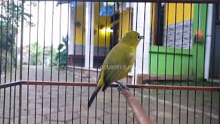 PANCINGAN PLECI BUKA PARUH DONGKRAK BIRAHI PLECI BAHAN AGAR CEPAT BUKA PARUH