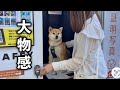 初めての証明写真で飼い主がテンパるも全く動じずプロモデルのような柴犬が可愛すぎました