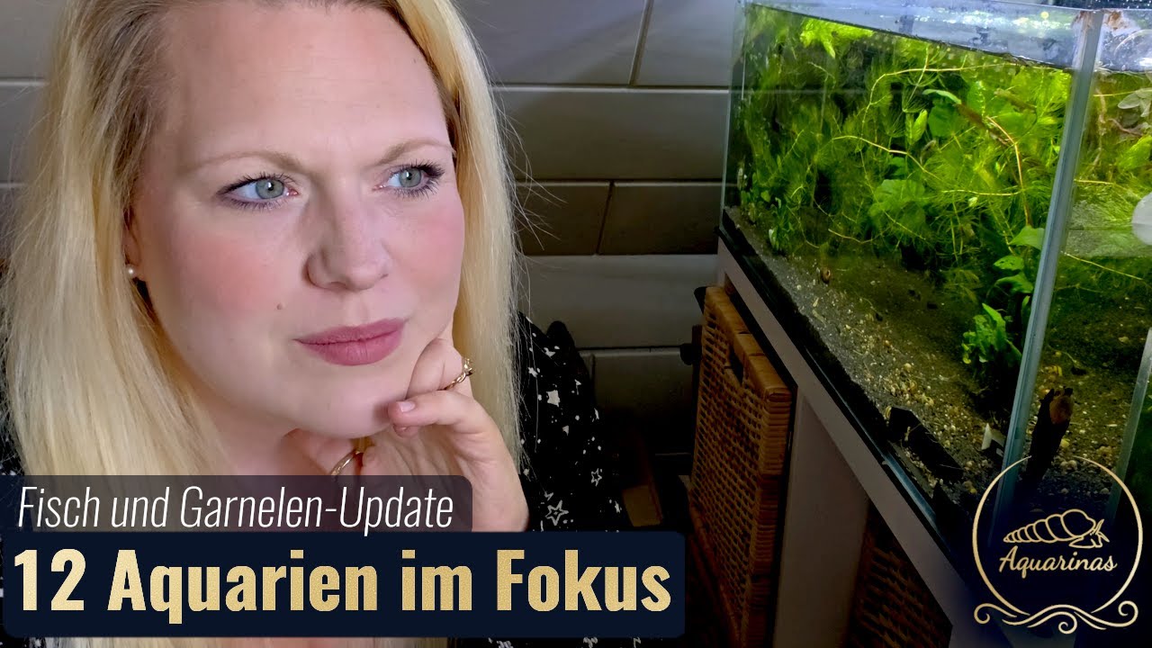 12 Aquarien im Update - Nachwuchs, Umzüge & neuste Entwicklungen 🐟🦐🌿