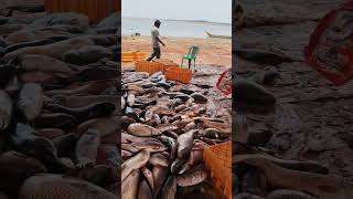 Mopadu Reservoir Fish