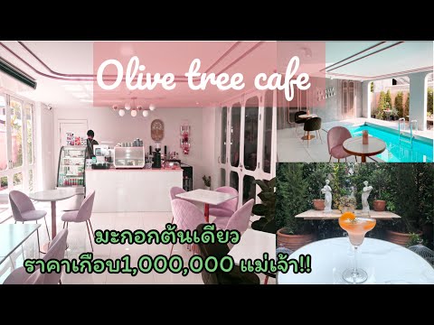 Olive tree cafe นิมมานซอย5  ชมต้นมะกอกอายุ300 ปี ราคาเกือบล้าน!!